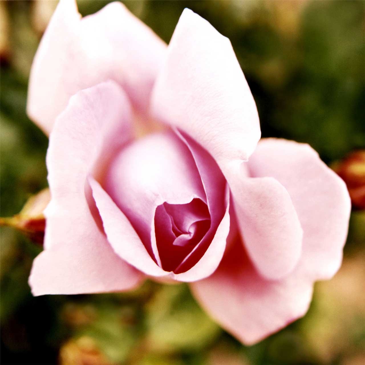 Laure-Maud_05_photographe_jardin-fleur-rose_2