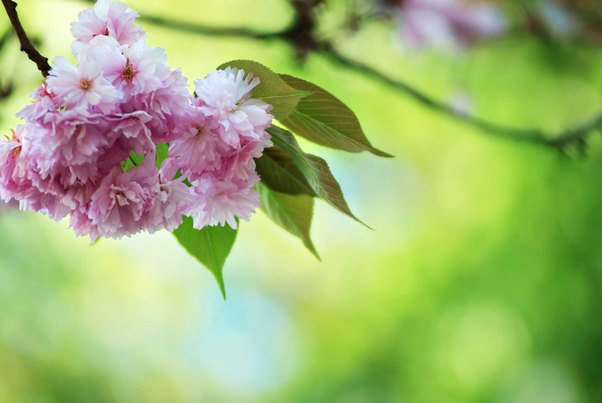 Laure-Maud_16_photographe_jardin-cerisier-japonais-2