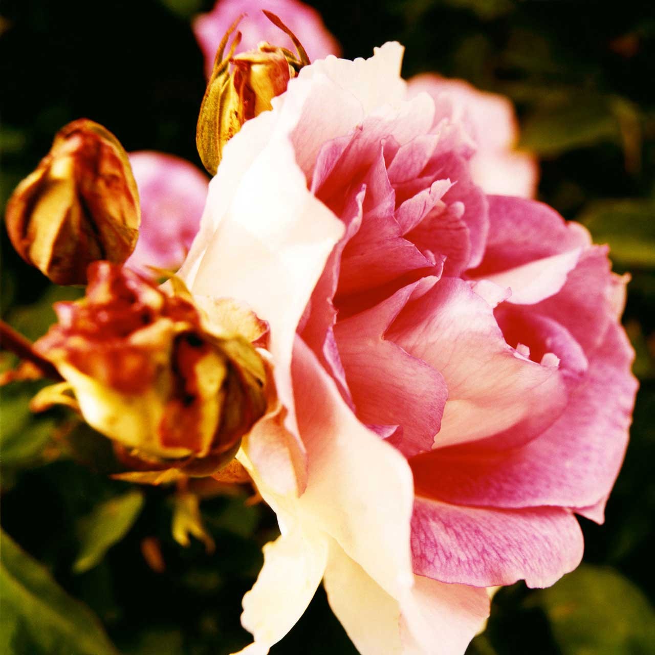 Laure-Maud_19_photographe_jardin-fleur-rose_3