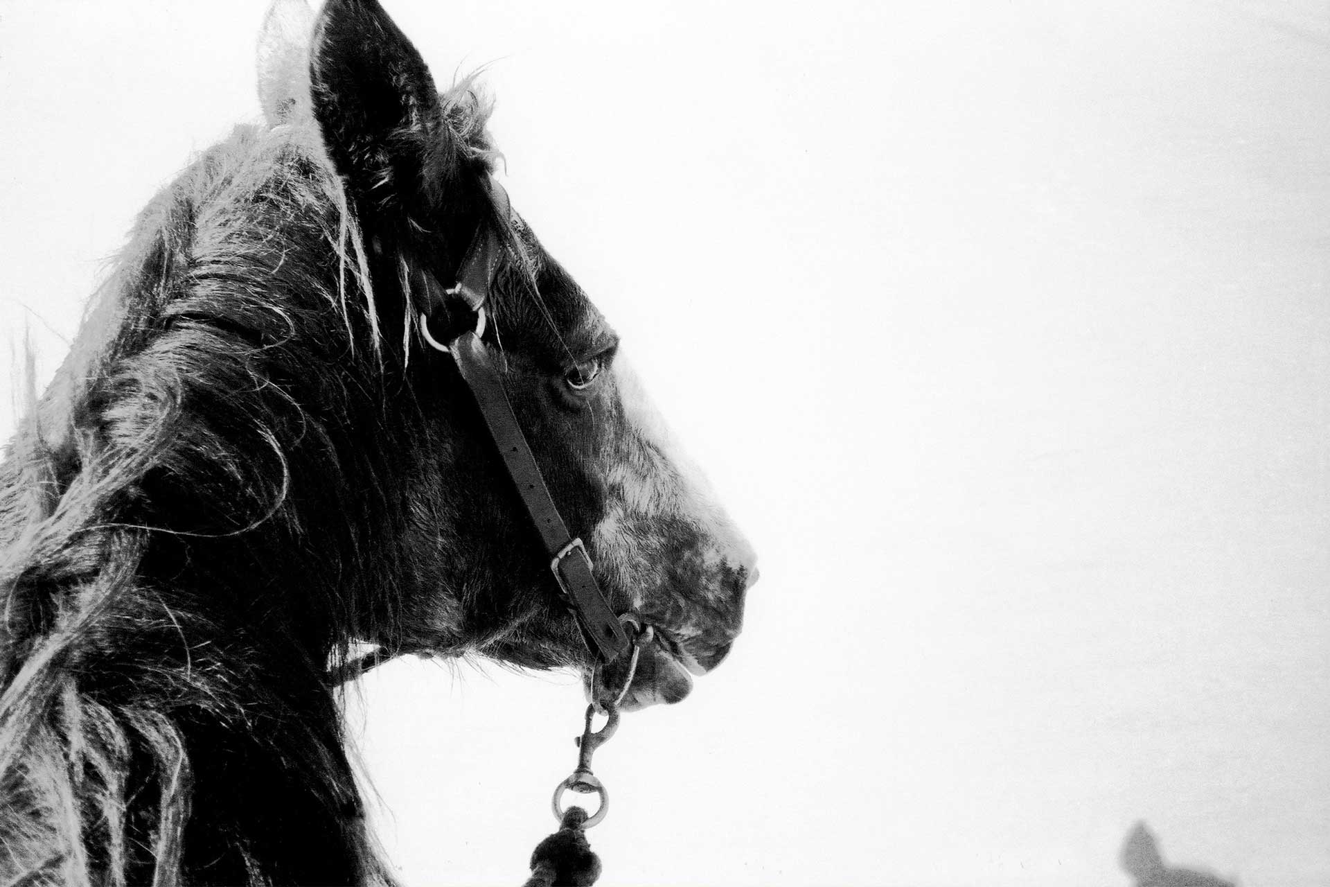 Laure-Maud_photographe_08_cheval-02